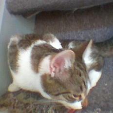 Blanding af racer Pusser