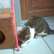 Blanding af racer Pusser