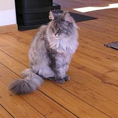 Maine Coon Mizzy