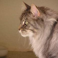 Maine Coon Mizzy