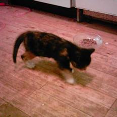 Blanding af racer tulle