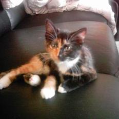 Blanding af racer tulle