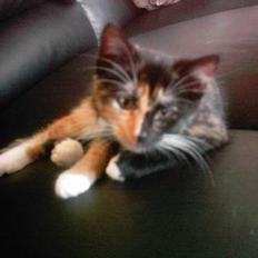 Blanding af racer tulle