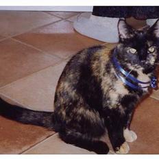 Blanding af racer Lillemis *Død*