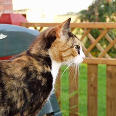 Blanding af racer Beta (død) :'(