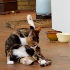 Blanding af racer Beta (død) :'(