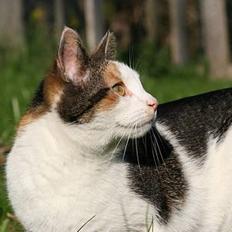 Blanding af racer Sofie