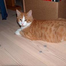 Blanding af racer Vimse *forsvundet*