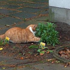 Blanding af racer Vimse *forsvundet*