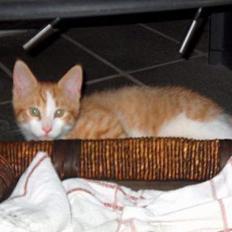 Blanding af racer Vimse *forsvundet*