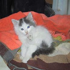 Blanding af racer Trunte