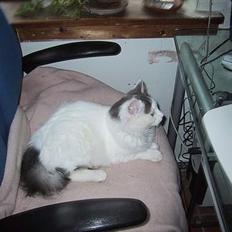 Blanding af racer Trunte