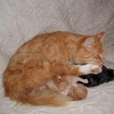 Blanding af racer Tot