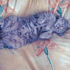 Blanding af racer Anton