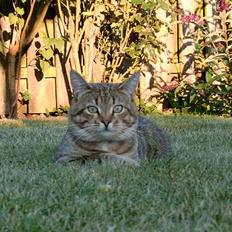 Blanding af racer Anton