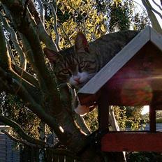 Blanding af racer Carlo