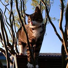 Blanding af racer Carlo