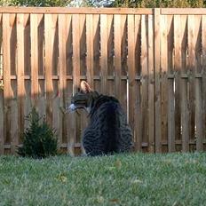 Blanding af racer Carlo