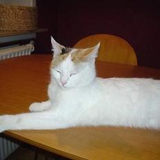 Blanding af racer Betteski`(måske død)..