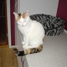 Blanding af racer Betteski`(måske død)..