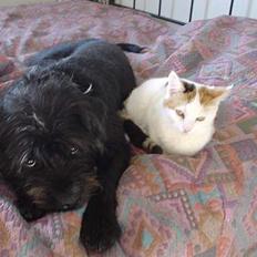 Blanding af racer Betteski`(måske død)..