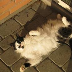 Blanding af racer Molly -(Er flyttet)-