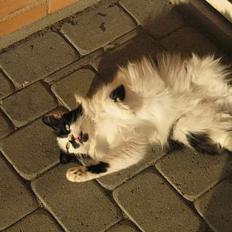 Blanding af racer Molly -(Er flyttet)-