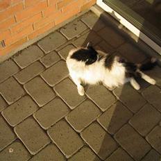 Blanding af racer Molly -(Er flyttet)-