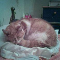 Blanding af racer Kiddie *død*