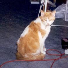 Blanding af racer Kiddie *død*