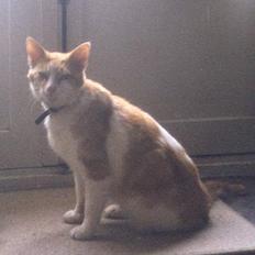 Blanding af racer Kiddie *død*