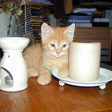 Blanding af racer Garfield