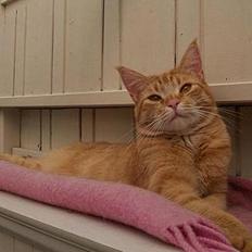 Blanding af racer Ginny