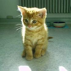 Blanding af racer Ginny