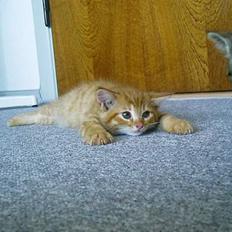 Blanding af racer Ginny