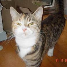 Blanding af racer Celine *solgt*