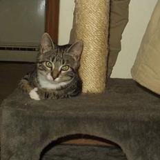 Blanding af racer Mik