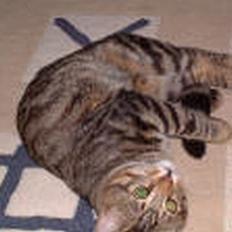 Blanding af racer selma