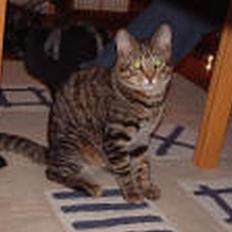 Blanding af racer selma