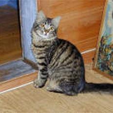 Blanding af racer selma