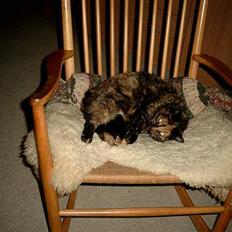 Blanding af racer Tilde