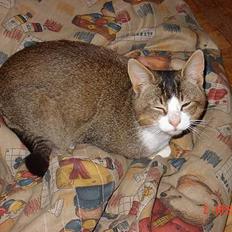 Huskat <3Prince Charming<3 DØD