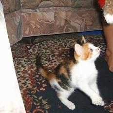 Blanding af racer Fifi *død*