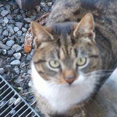 Blanding af racer Mille *død*