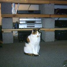 Blanding af racer Gizmo