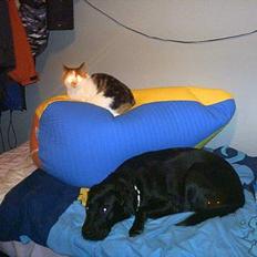 Blanding af racer Gizmo