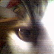 Blanding af racer Gizmo