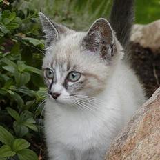 Blanding af racer Oliver