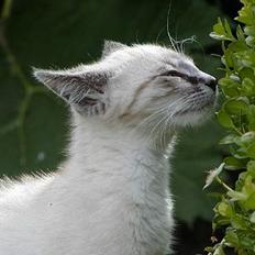 Blanding af racer Oliver