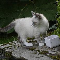 Blanding af racer Oliver